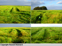 Crop circle