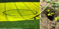 Crop circle