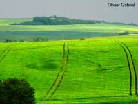 Crop circle