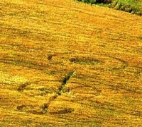 Crop circle