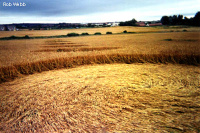 Crop circle