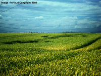 Crop circle