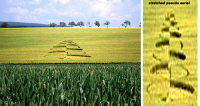 Crop circle