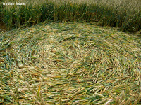 Crop circle