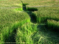 Crop circle