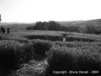 Crop circle