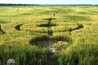 Crop circle