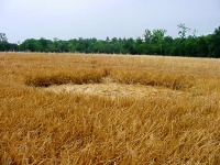 Crop circle