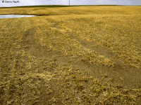Crop circle