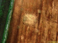 Crop circle