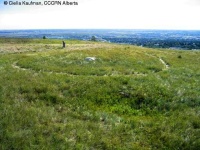 Crop circle