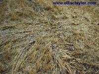 Crop circle
