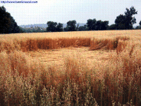 Crop circle