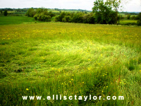 Crop circle