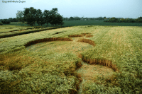 Crop circle