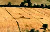 Crop circle