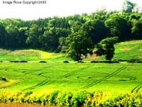 Crop circle