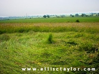 Crop circle