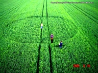 Crop circle