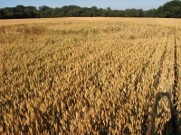 Crop circle