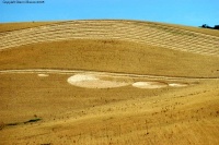 Crop circle