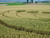 Crop circle