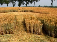 Crop circle