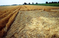 Crop circle