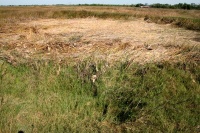 Crop circle