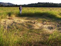 Crop circle