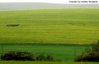 Crop circle