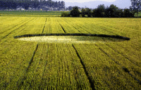 Crop circle