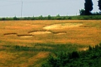 Crop circle