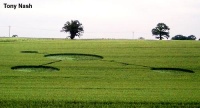 Crop circle