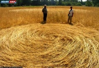 Crop circle