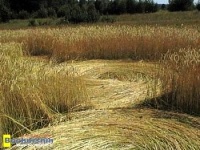 Crop circle