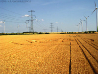 Crop circle