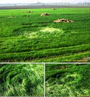 Crop circle
