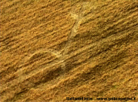 Crop circle