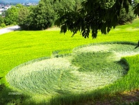 Crop circle