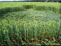 Crop circle