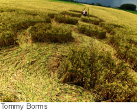 Crop circle