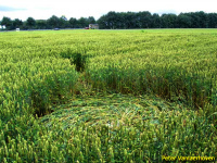 Crop circle