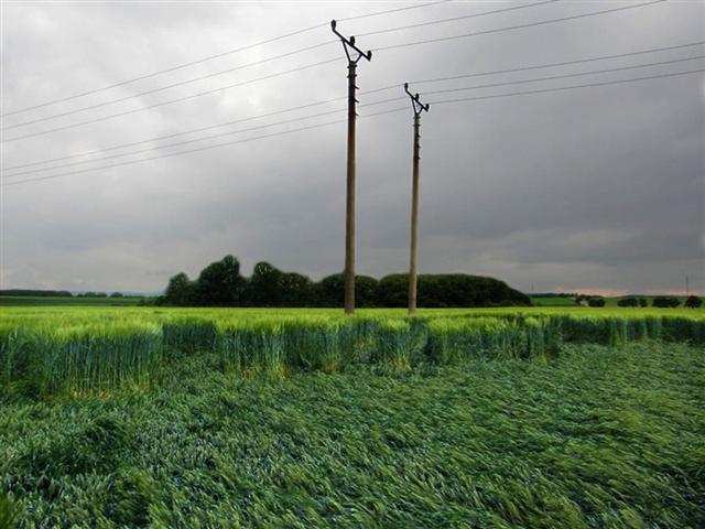 Lightning effects inside ceral fields