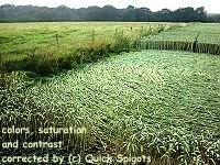 Crop circles